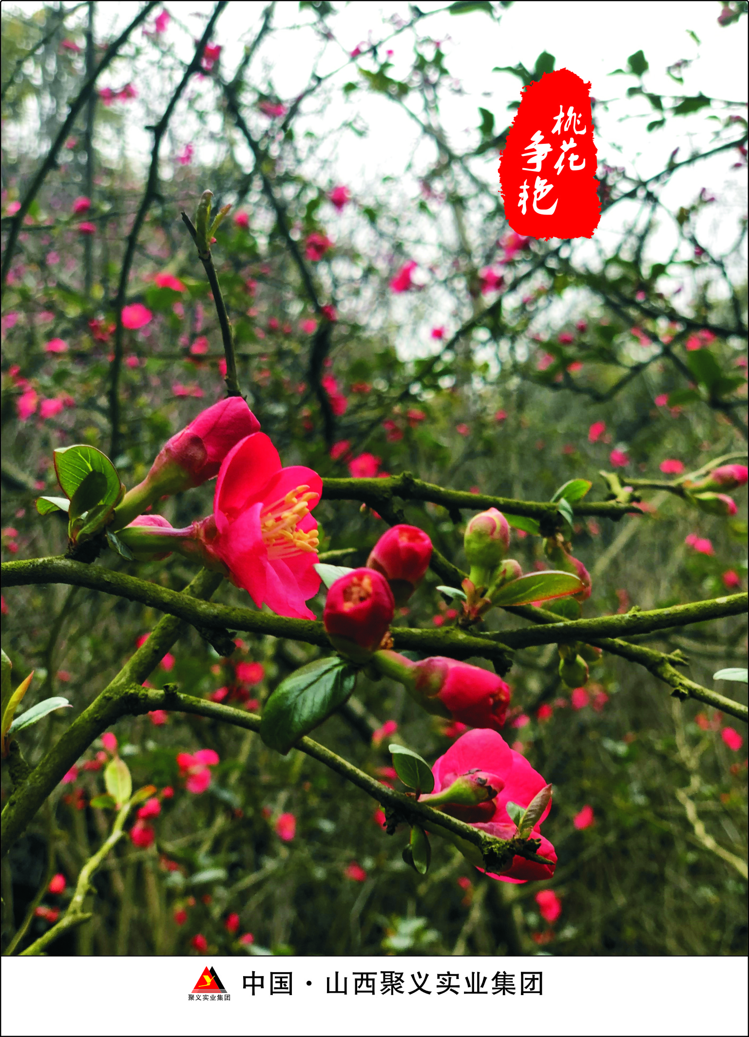 聚義熊貓等動(dòng)物1.jpg